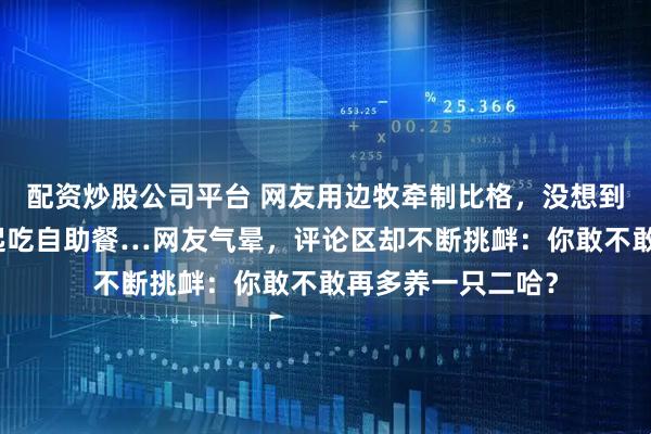 配资炒股公司平台 网友用边牧牵制比格，没想到带动拉布拉多一起吃自助餐…网友气晕，评论区却不断挑衅：你敢不敢再多养一只二哈？